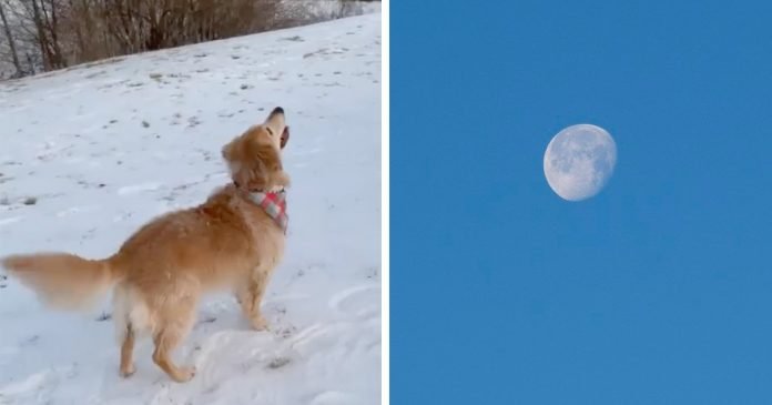 Mujer captura momento perrita ve luna primera vez