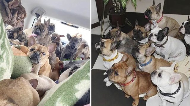 Mujer conduce durante cuatro días con 20 perros hacinados en su auto para huir de Ucrania