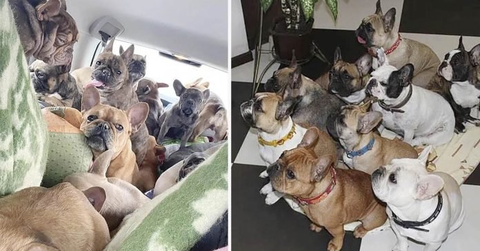 Mujer conduce durante cuatro días con 20 perros hacinados en su auto para huir de Ucrania