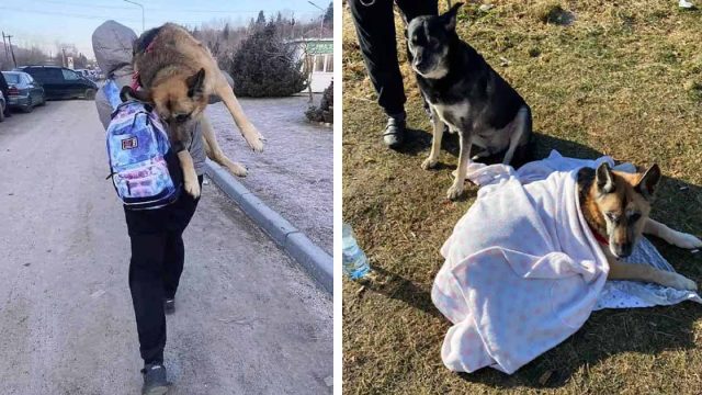 Mujer ucraniana huye llevando a hombros a su perro anciano 10 millas a través de la frontera