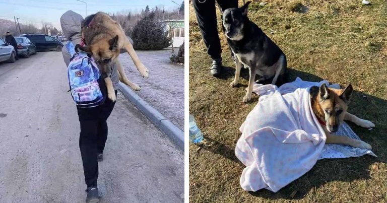 Mujer ucraniana huye llevando a hombros a su perro anciano 10 millas a través de la frontera