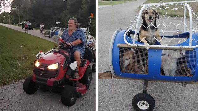 Pareja construye un 'tren para perros' para pasear a sus perros rescatados