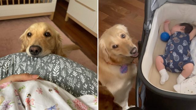 Perrita no puede entender a su hermanita menor