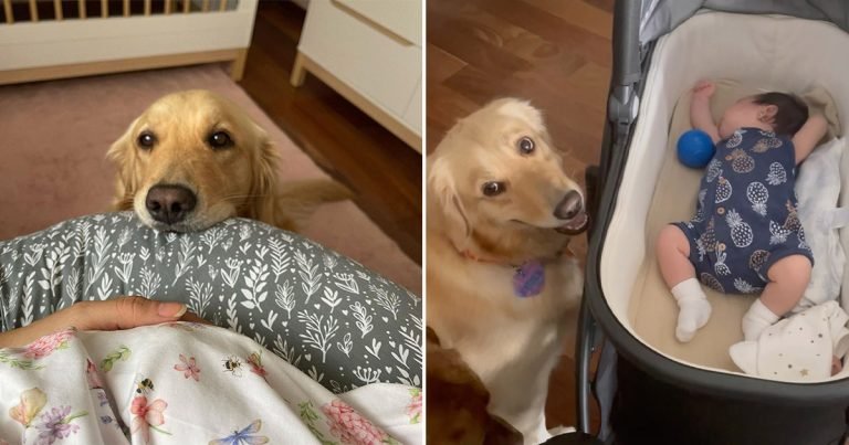 Perrita no puede entender a su hermanita menor