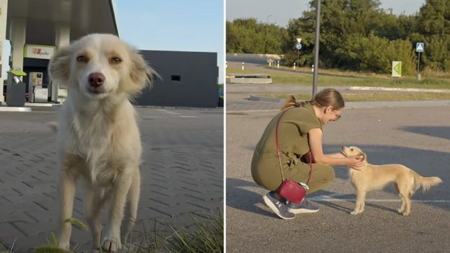 Perrita sin hogar corre hacia una mujer