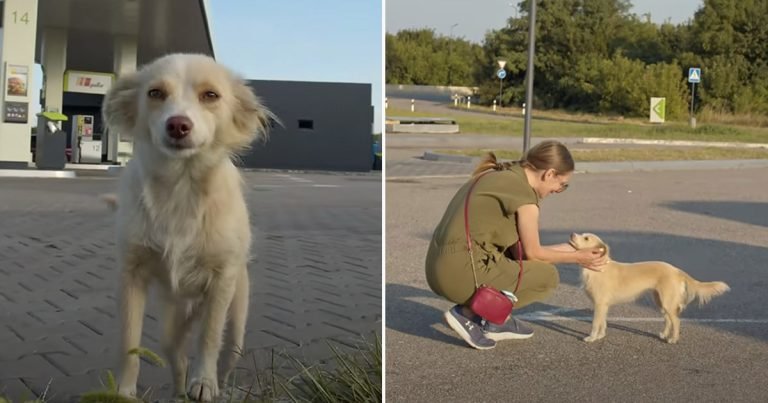 Perrita sin hogar corre hacia una mujer