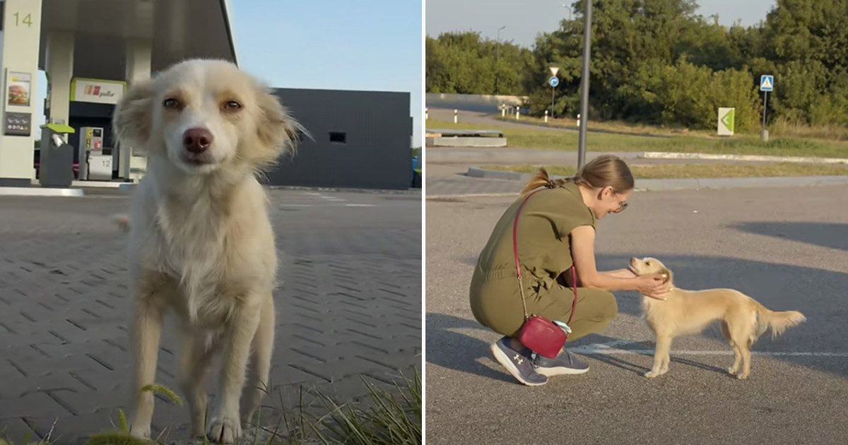 Perrita sin hogar corre hacia una mujer