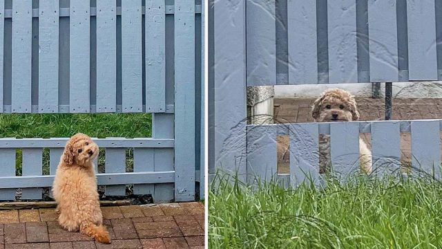 Perrito está muy feliz de que su familia le construyó una ventana en la cerca