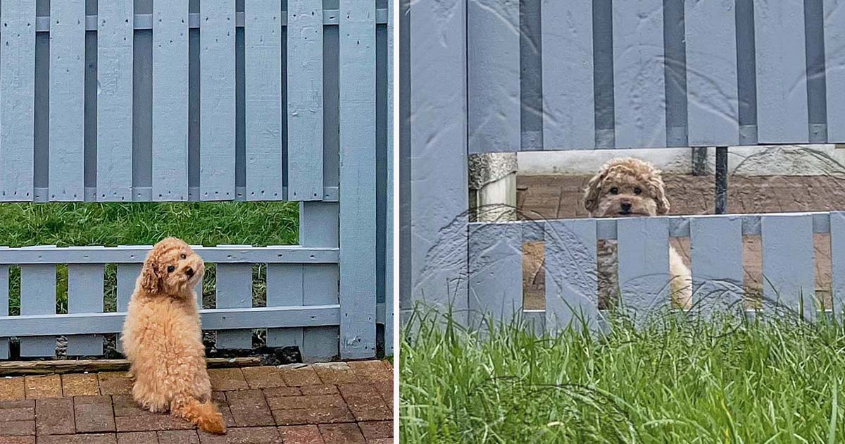 Perrito está muy feliz de que su familia le construyó una ventana en la cerca