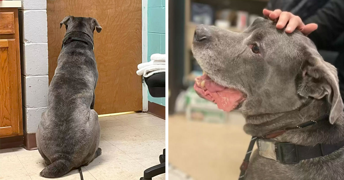 Perro llora papá dejarlo refugio