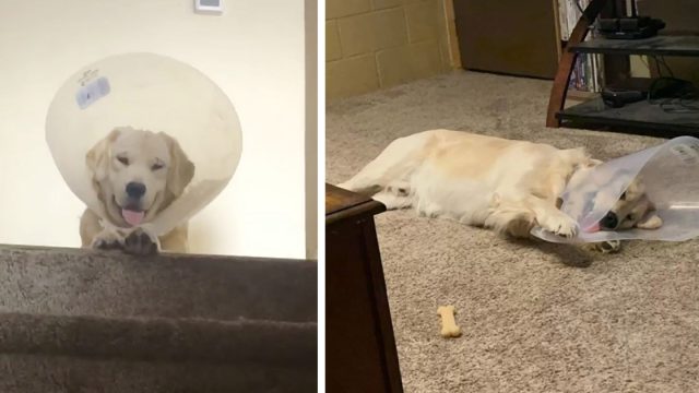 Perro que odiaba usar un cono, ahora no quiere que se lo quiten