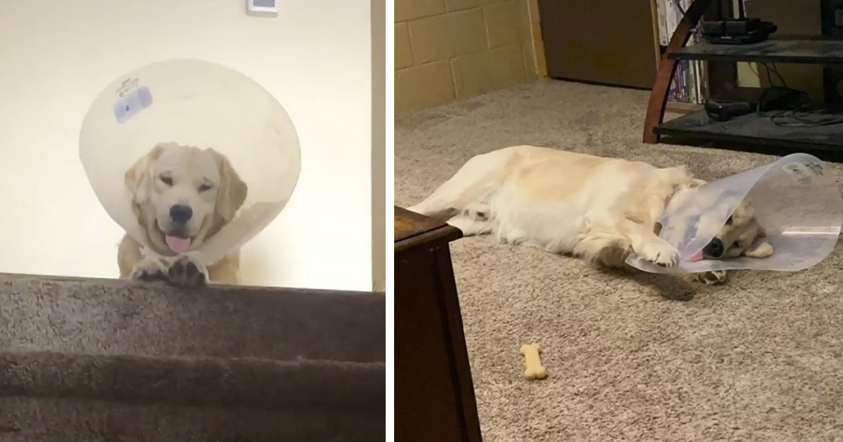 Perro que odiaba usar un cono, ahora no quiere que se lo quiten