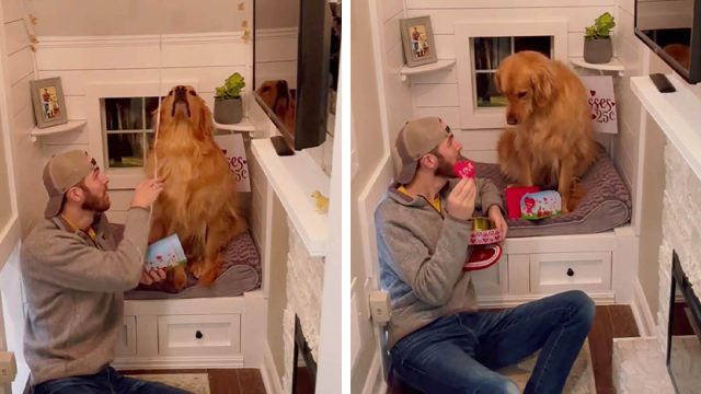 Perro tiene la reacción más divertida al ver un globo por primera vez