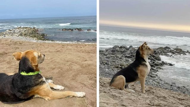Perro visita a diario la playa vigilando el mar esperando a su dueño que nunca volverá