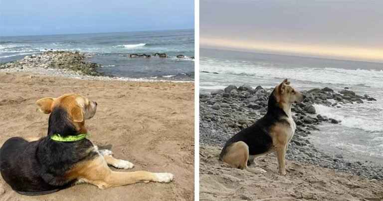 Perro visita a diario la playa vigilando el mar esperando a su dueño que nunca volverá