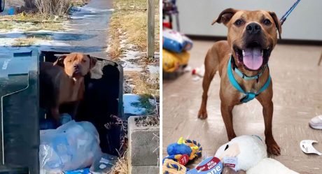 Perro vivía en un bote de basura y no quería dejar el único lugar donde se sentía a salvo
