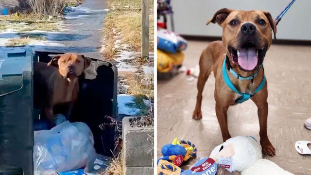 Perro vivía bote basura no queria dejar lugar