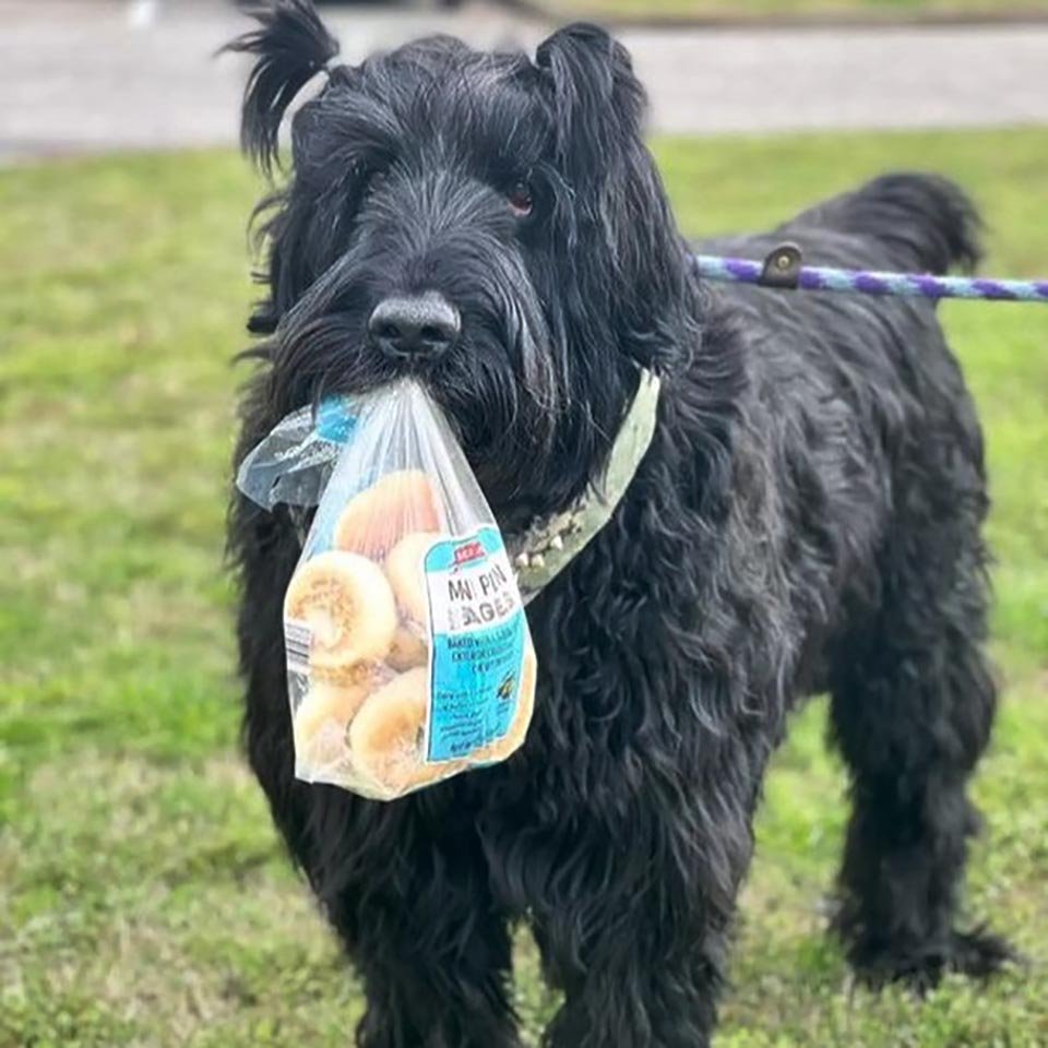 Perro y su bolsa de pan