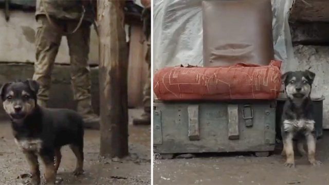 Soldados ucranianos adoptan a un cachorro que encontraron en el frío y ahora los protege