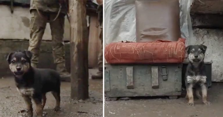 Soldados ucranianos adoptan a un cachorro que encontraron en el frío y ahora los protege