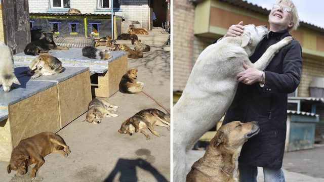 Trabajadores refugio cuidan 1300 animales Ucrania
