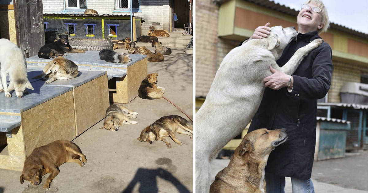 Trabajadores refugio cuidan 1300 animales Ucrania