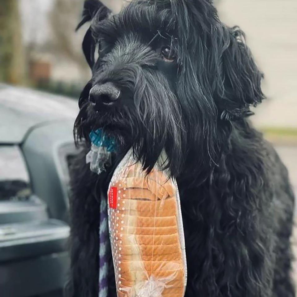 perro siempre lleva su amada bolsa de pan