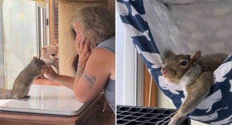 Ardilla bebé no se quiere ir después de ser rescatada por esta mujer