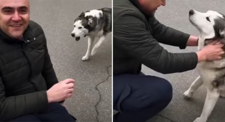 Batallón en Ucrania ayuda a un perro perdido a reunirse con su dueño