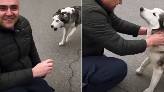 Batallón en Ucrania ayuda a un perro