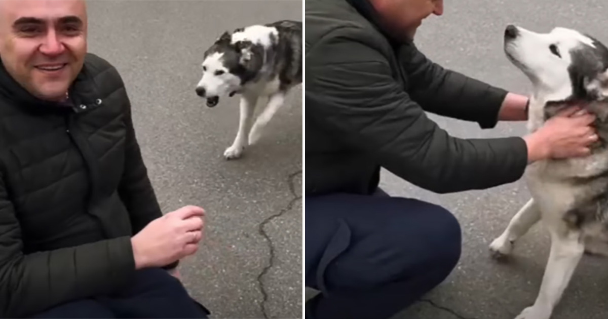 Batallón en Ucrania ayuda a un perro