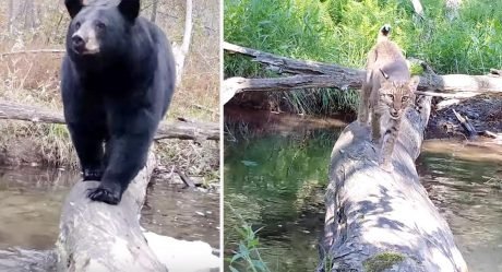 Cámara oculta capta a todos los animales que cruzan este tronco caído
