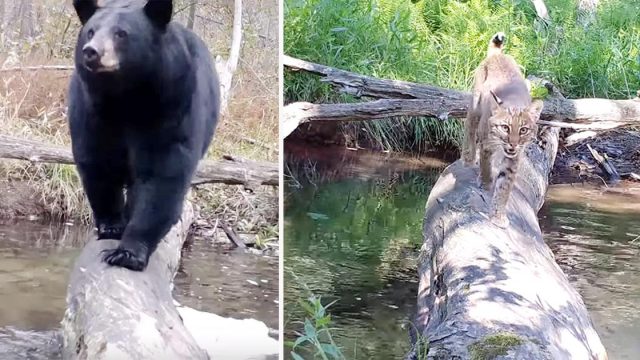 Cámara oculta capta a todos los animales que cruzan este tronco caído