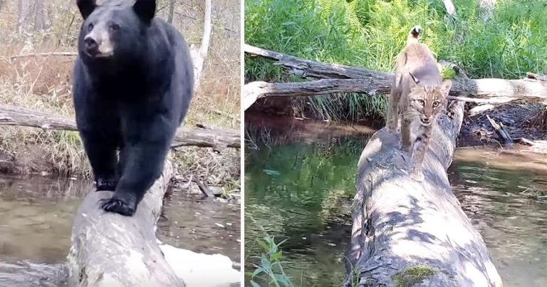 Cámara oculta capta a todos los animales que cruzan este tronco caído