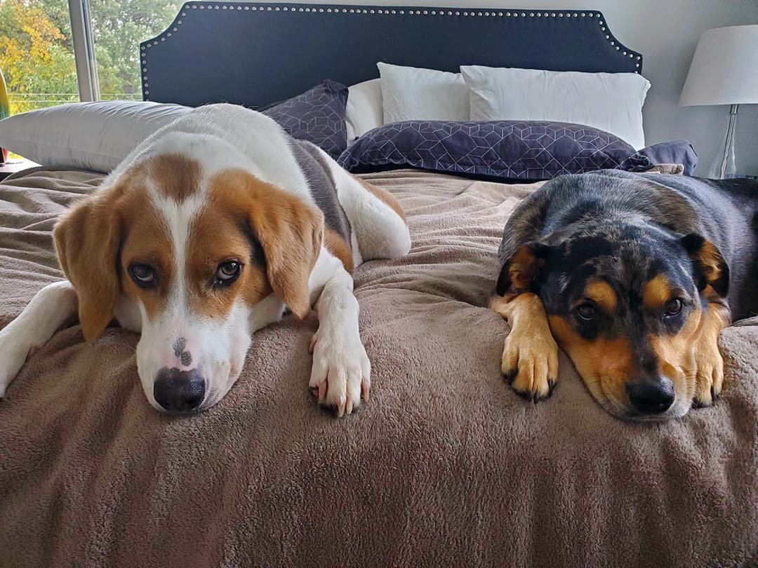 Dos perritos en la cama