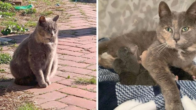 Gata acerca mujer acaricie termina dando luz casa