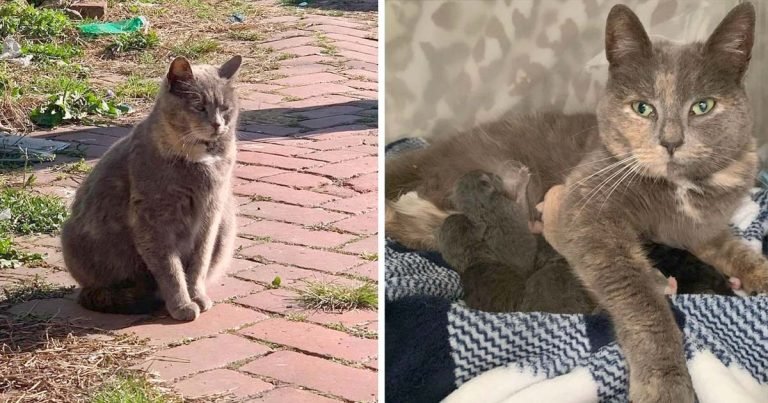 Gata acerca mujer acaricie termina dando luz casa