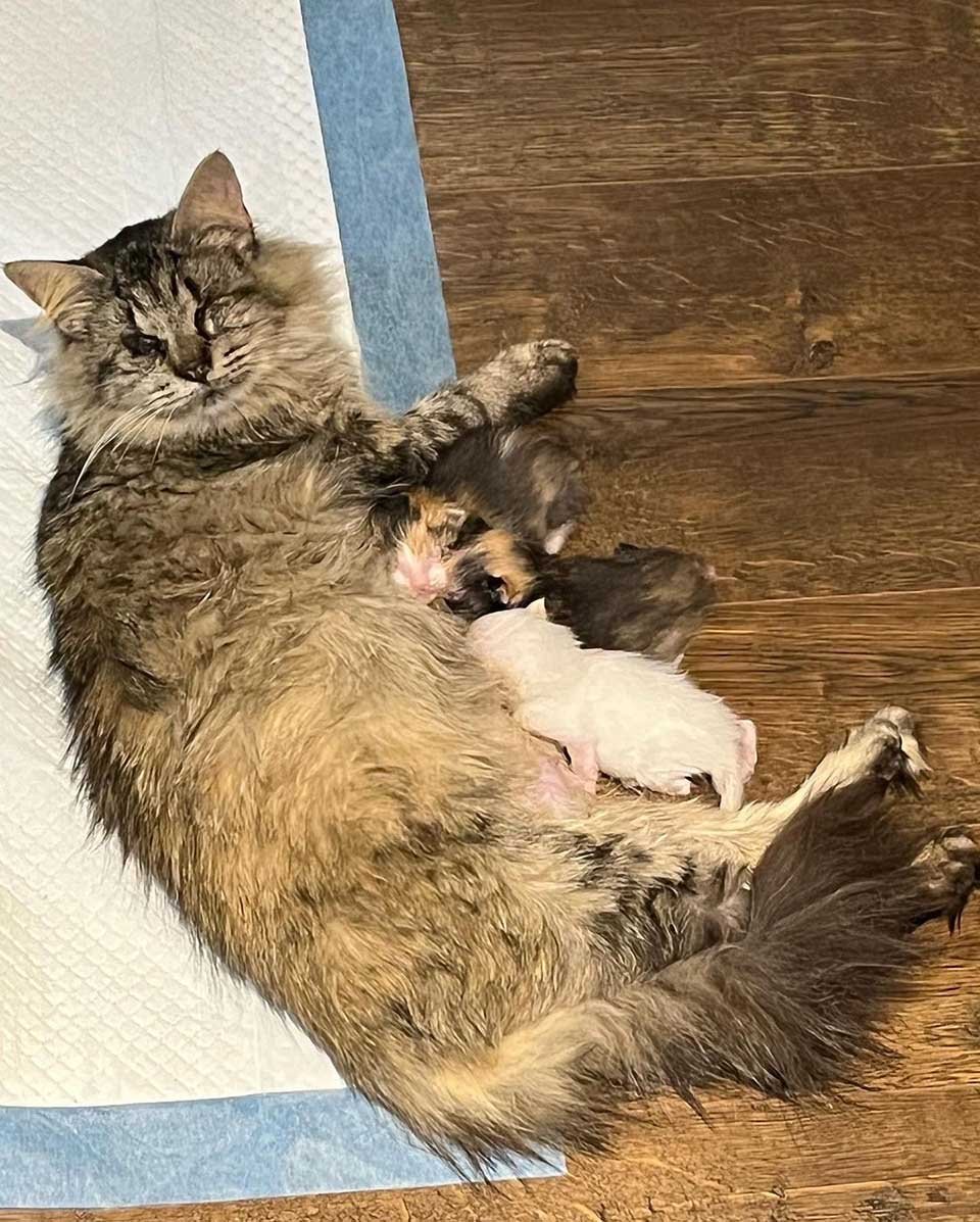 Gata ciega lleva a una familia a sus tres gatitos