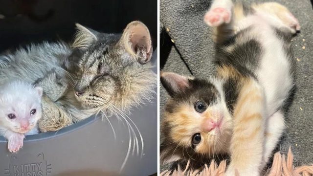 Gata ciega lleva familia gatitos buscar hogar