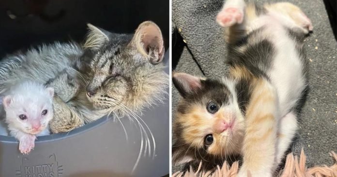Gata ciega lleva familia gatitos buscar hogar