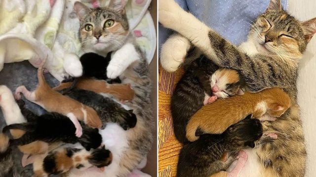 Gata está tan encantada de tener gatitos