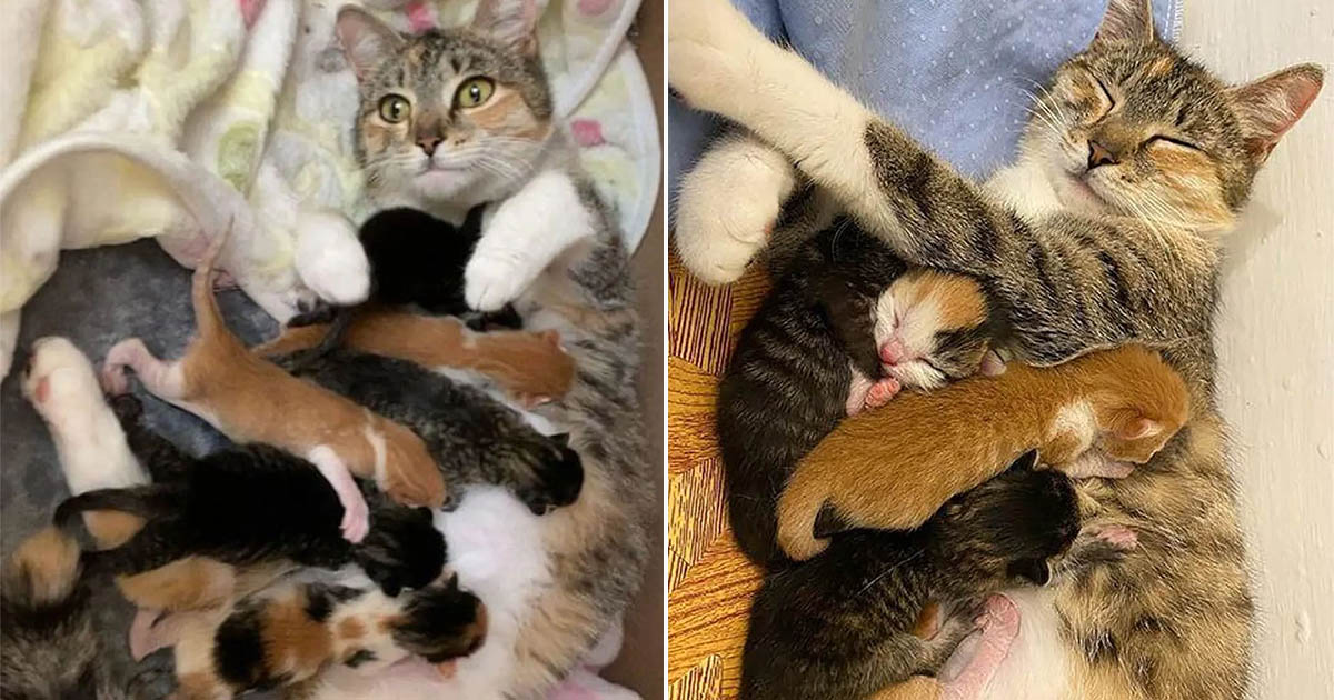 Gata está tan encantada de tener gatitos