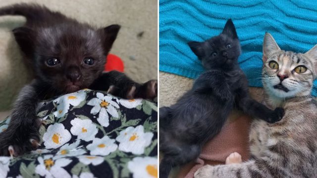 Gatito huérfano que anhelaba a una madre