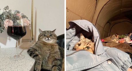 Gato famoso de Ucrania recauda 10 mil dólares para animales afectados por la guerra