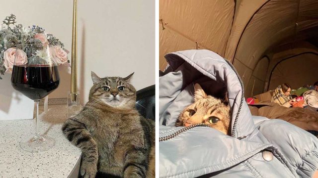 Gato famoso de Ucrania recauda 10 mil dólares para animales afectados por la guerra