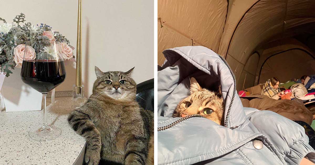 Gato famoso de Ucrania recauda 10 mil dólares para animales afectados por la guerra