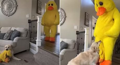 Hombre sorprende a su perro disfrazándose de su juguete favorito