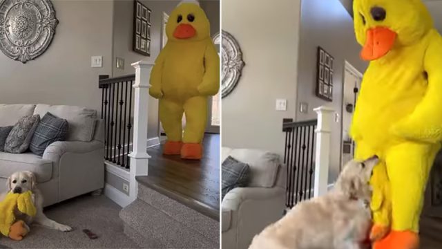 Hombre sorprende a su perro