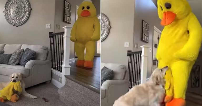 Hombre sorprende a su perro disfrazándose de su juguete favorito
