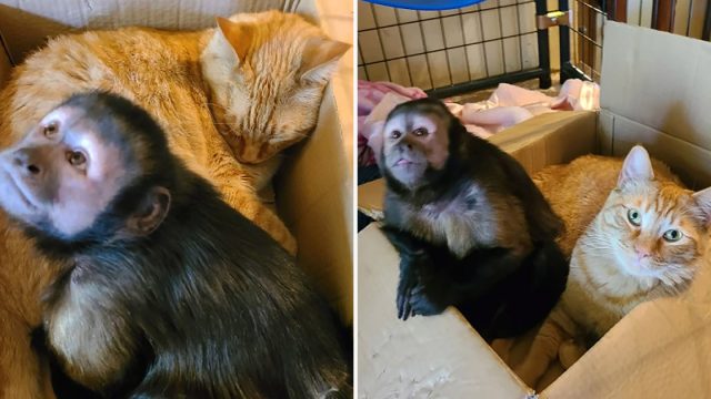 Mona y gato adorables son mejores amigos